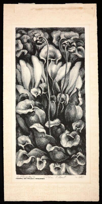 Pitcher Plant