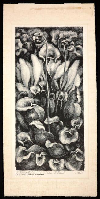 Pitcher Plant