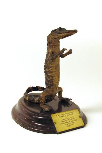 Alligator Desk Piece