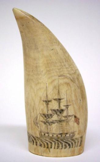 Scrimshaw Whale's Tooth