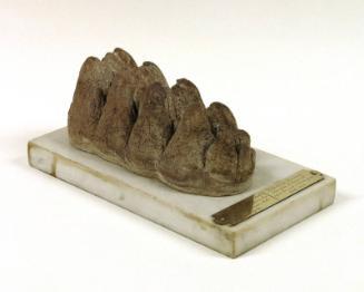 Mastodon Tooth