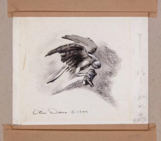 Illustration for Franklin Roosevelt at Hyde Park: Image of Sparrow Hawk
